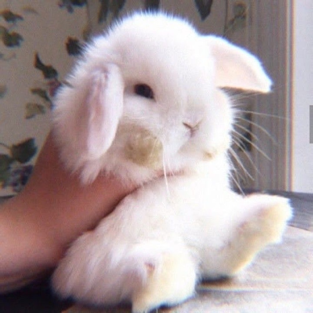 Meet your Posher, Bear
